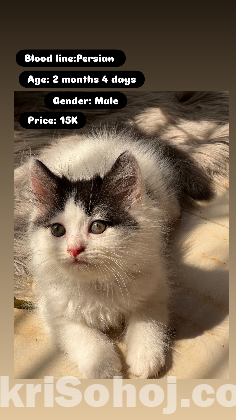 Persian kitten